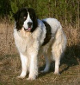 bg-06