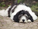 bagheera-liegt