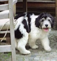 bagheera-stuhl