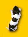 Balou-Welpe