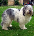 balou-erwachsen