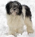 balou-schnee