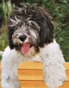 barnaby-15-wo