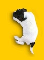 Bijou-Welpe