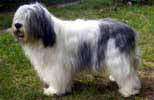 Pascha von der Widderburg