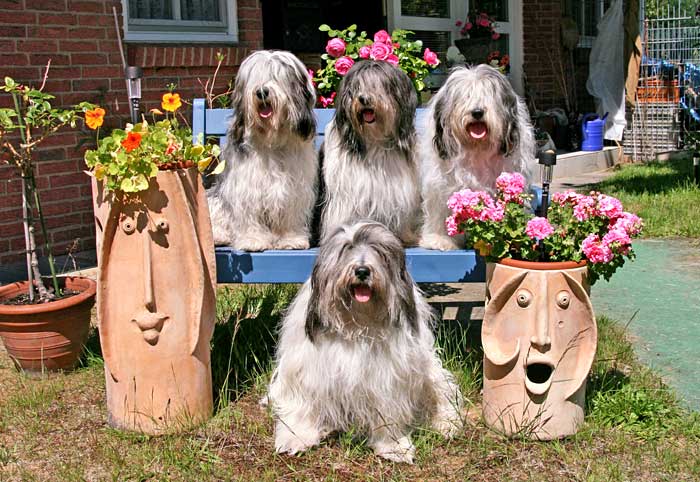  Foto von unseren Hunden