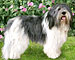 QUINCY von den z�rtlichen Chaoten